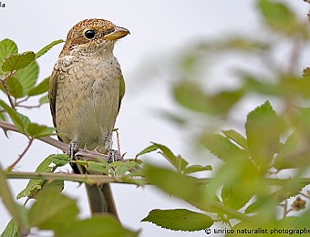 Animali 469